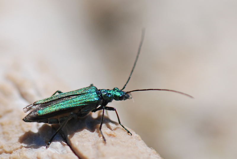 Oedemeridae da ID: